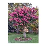 bahçevilya 2 Yaşında Pembe Oya Ağacı (Lagerstroemia indica) Fidanı - Bahçenize Renkli Çiçekler