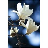 bahçevilya 2 Yaşında Saksılı Beyaz Manolya Fidanı (Magnolia grandiflora) - Büyük Çiçekli, Hoş Kokulu Beyaz