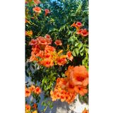 bahçevilya 2 Yaşında Tüplü Acem Borusu (Campsis radicans) Fidanı - Hızlı Büyüyen ve Gösterişli Tırmanıcı