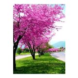 bahçevilya 2 Yaşında Tüplü Erguvan Ağacı (Cercis siliquastrum) Fidanı - Bahçenize Zarif Pembe-Mor Çiçekler