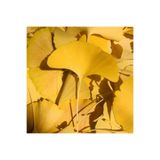 bahçevilya 2 Yaşında Tüplü Mabet Ağacı (Ginkgo biloba) Fidanı - Antik ve Dayanıklı Peyzaj Bitkisi
