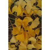 Bahçevilya 2 Yaşında Tüplü Mabet Ağacı (Ginkgo Biloba) Fidanı - Dayanıklı ve Şifalı Fidan