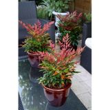 Bahçevilya 2 Yaşında Tüplü Nandina Cennet Bambusu Fidanı