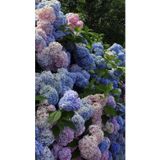 bahçevilya 2 Yaşında Tüplü Ortanca (Hydrangea) Fidanı - Renkli ve Gösterişli Çiçeklerle Bahçenize Zarafet Katın