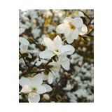 bahçevilya 2 Yaşında Tüplü Yaprak Döken Manolya (Magnolia) Fidanı - Bahçeniz İçin Zarif Çiçekler