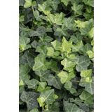 bahçevilya 20-50 cm Duvar Sarmaşığı (Hedera helix) Fidanı - Kaya ve Duvarlar İçin Dayanıklı Tırmanıcı Bitki