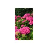 Bahçevilya 4 Adet 2 Yaşında Ortanca Çiçeği (Hydrangea) Fidanı - Bahçenize Renkli Ve Zarif Bir Dokunuş Katın