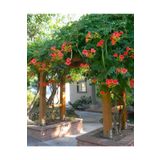 bahçevilya Acem Borusu ( Campsis Radicans ) Sarmaşık Fidanı 15 25 cm boylarında