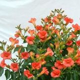 Bahçevilya Acem Borusu (Campsis Radicans) Sarmaşık Fidanı 50-60 cm