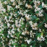 Bahçevilya Arap Yasemini (Jasminum Sambac) Fidanı - Yoğun Kokulu Tüplü Bitki 1-2 Yaş Arası