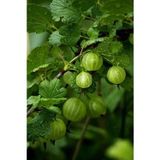 Bahçevilya Bektaşi Üzümü Fidanı (Ribes Uva-Crispa) - 1-2 Yaşında Tüplü, Şifalı Ve Dayanıklı