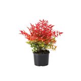bahçevilya Cennet Bambusu Nandina Büyük