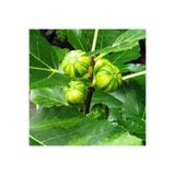 Bahçevilya Çilek Aromalı Sarı Yeşil Çizgili Incir Fidanı [Tiger Fig] 1 Yaş Saksı Soğuğa Dayanıklı Ağaç 30-60 Cm