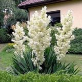 Bahçevilya Dış Mekan Avize Çiçeği 30cm-50cm