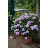 bahçevilya Dört Mevsim Bahçem Ortanca Çiçeği Fidanı Tüplü Karışık Renkli Cinsi [hydrangea Macrobhylla]