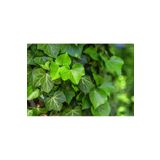 Bahçevilya Duvar Sarmaşığı ( Hedera Helix ) 20-50CM Kaya Sarmaşığı Fidanı