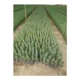 bahçevilya Fıstık Çamı Fidanı 5 Adet Pinus Pinea 20-30 Cm