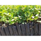 Bahçevilya Hanımeli Fidanı - Lonicera Japonica (Mis Kokulu Tırmanıcı Bitki, 40-60 Cm)-1-2yaş Arası