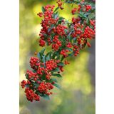 Bahçevilya Kırmızı Bodur Ateş Dikeni - Pyracantha Coccinea Nana