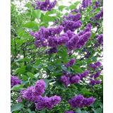 Bahçevilya Leylak ağacı fidanı [Syringa chinensis) 3 Yaş