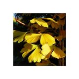 Bahçevilya Mabet Ağacı [ginkgo Biloba] Fidanı 15 25 cm Boy - 2 Yaş