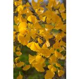 Bahçevilya Mabet Ağacı [ginkgo Biloba] Fidanı 30-50 Cm Boy - 2 Yaş