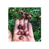 Bahçevilya Mini Kivi Fidanı [bahçenize Egzotik Bir Lezzet Şöleni: 2 Yaşında Tüplü [actinidia Arguta Weiki]