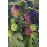 Bahçevilya Mor Fatih İncir Fidanı 20-40 Cm Saksılı