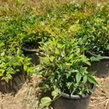 Bahçevilya Nandina fidanı[cennet bambusu]