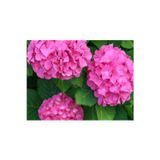 Bahçevilya Ortanca Çiçeği Fidanı Tüplü Pembe Renkli Cinsi [Hydrangea Macrobhylla]