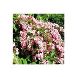 bahçevilya Pembe Vangelya Gelin Tacı Çiçeği 50 Cm Weigela Florida