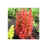 bahçevilya Renkli Roket Berberis Fidanı (Berberis thunbergii Rocket] Estetik ve Kolay Yetişen 1-2 yaşında tüplü