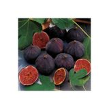 bahçevilya Saksılı İncir Fidanı (Ficus carica) -1-2 Yaşında Lezzetli ve Sağlıklı Meyveler