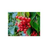Bahçevilya Tüplü 1-2 Yaşında Girebolu (Viburnum Opulus) - Doğal Ve Şifalı Meyveler Saksılı