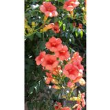 bahçevilya Turuncu Çiçekli Acem Borusu (Campsis radicans) - Bahçeniz İçin Tırmanıcı Güzellik