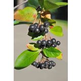 Bahçevilya Viking Aronya Fidanı 2 Yaşında Tüplü [Aronia Melanocarpa Viking]