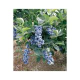 Bahçevilya Yaban Mersini Meyve Fidanı[ Vaccinium Myrtillus]