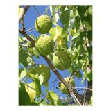 bahçevilya Yalancı Portakal Ağacı Fidanı Maclura Pomifera