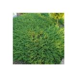 bahçevilya Yayılıcı Ardıç (JUNİPERUS) Fidanı - 50-70 Cm Boyunda, Bahçeler Için Ideal Yer Örtücü