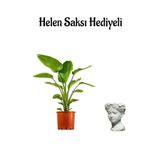 Bakımlı Starliçe Cennet Çiçeği(Strelitzia) Bitkisi Kadınlar Gününe Özel Helen Saksı Hediyeli