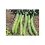 Bakla Sakız Tohumu - 10 Gr, Sağlıklı Seçenek