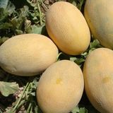 Baktar Ananas Kavun Tohum 10 gr