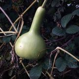 Baktar Doğal Calabash Süs Su Kabağı Tohum 5 Tohum