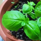 Baktar Dogal green Flesh Geniş Yapraklı Aromatik Fesleğen Tohum 50 Tohum - 50 Adet