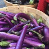 Baktar Doğal Long Purple Patlıcan Tohumu 50 Tohum