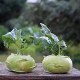 Baktar Doğal Yeşil Kohlrabi Alabaş Tohumu 20 Tohum