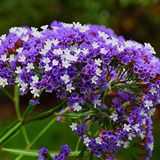 Baktar Limonium Sinuatum Blue River Deniz Lavantası Tohumu (30 tohum)