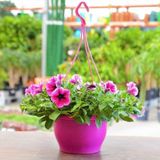 Baktar Purple Petunya Çiçeği (100Tohum)