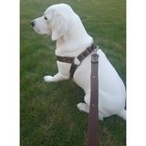 Balkonda Köpek Göğüs Tasması Ayarlanabilir ve Gezdirme Kayışı 2'li Set Minik & Küçük ve Orta & Büyük Irk - M - L - Koyu Kahverengi