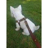 Balkonda Köpek Göğüs Tasması Ayarlanabilir ve Gezdirme Kayışı 2'li Set Minik & Küçük ve Orta & Büyük Irk - XS - S - Koyu Kahverengi